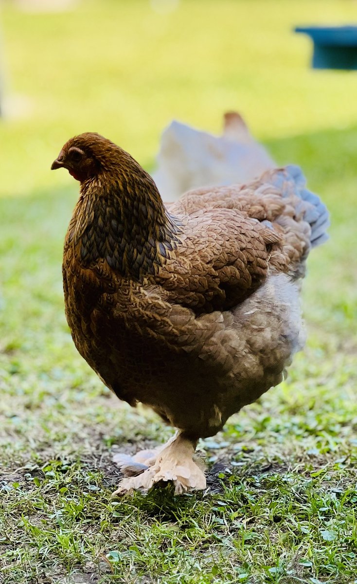 thebigmcd's tweet image. My Blue Partridge Brahma’s are finally coming out of their molt!

I thought they’d never feather back out!…🤣🤣🤣

They were looking rough there for a while…one still looks pretty rough..

#PrettyBird