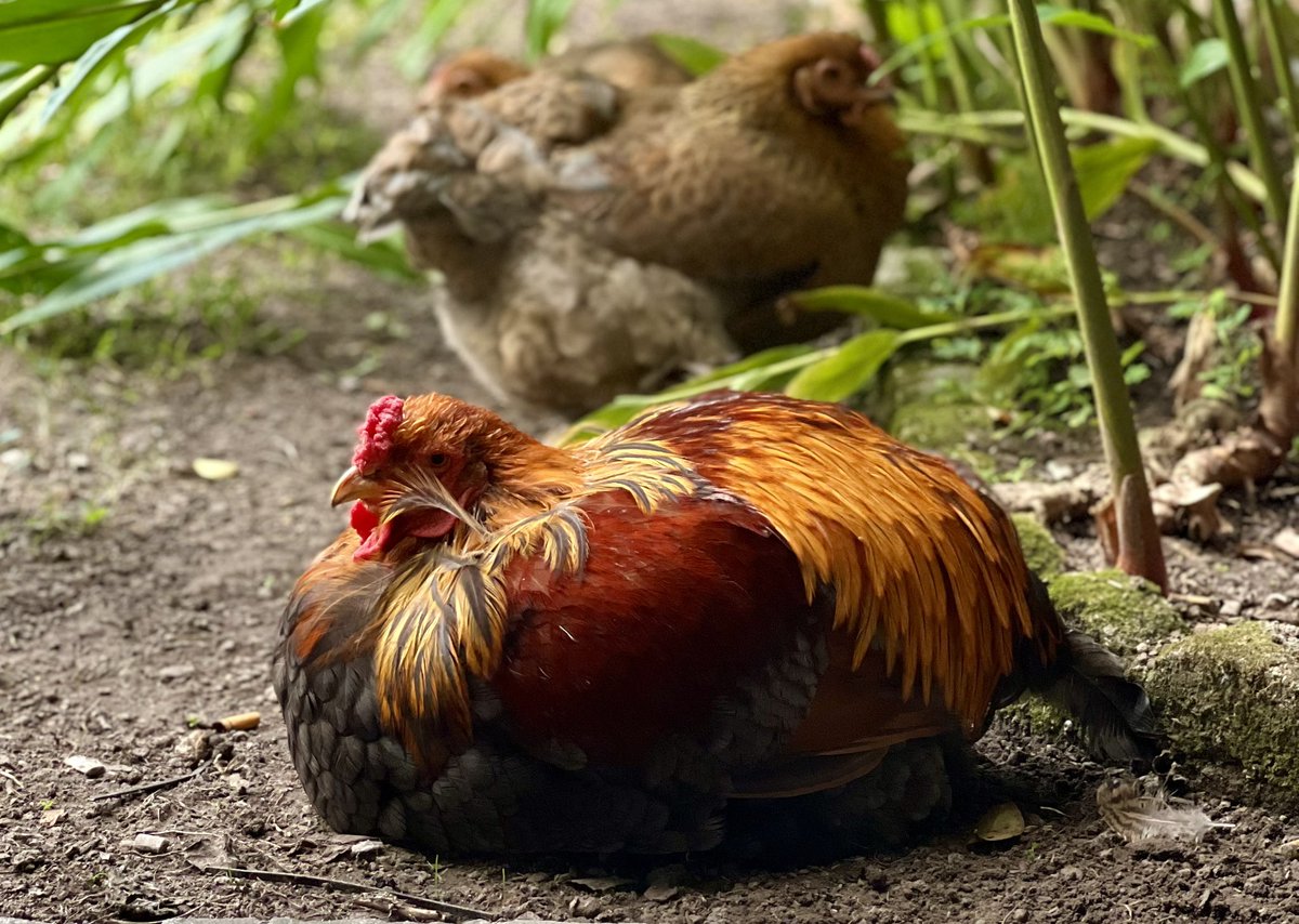 thebigmcd's tweet image. My Blue Partridge Brahma’s are finally coming out of their molt!

I thought they’d never feather back out!…🤣🤣🤣

They were looking rough there for a while…one still looks pretty rough..

#PrettyBird