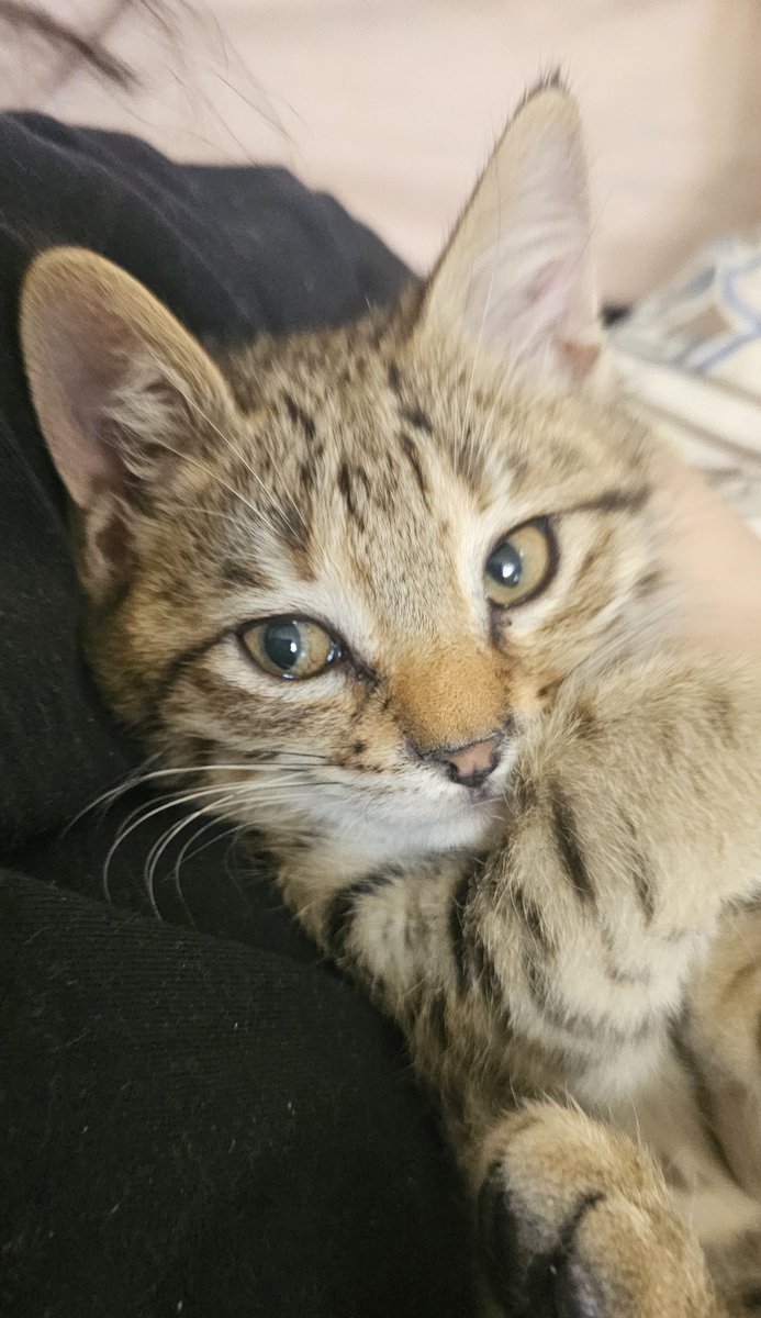 دوستان این آقا پسر خوشگلی که می‌بینید وقتی پیداش کردم مریض بود بخاطر همین ی مدت مهمون من بود و الان که خوب شده به ی خانواده نیاز داره چون متاسفانه من نمی‌تونم نگهش دارم:)

اگر کسی از کرج یا تهران شرایط نگهداریشو داره لطفاً بهم بگه🌱

ممنون میشم این این پست رو نشر بدید🩷