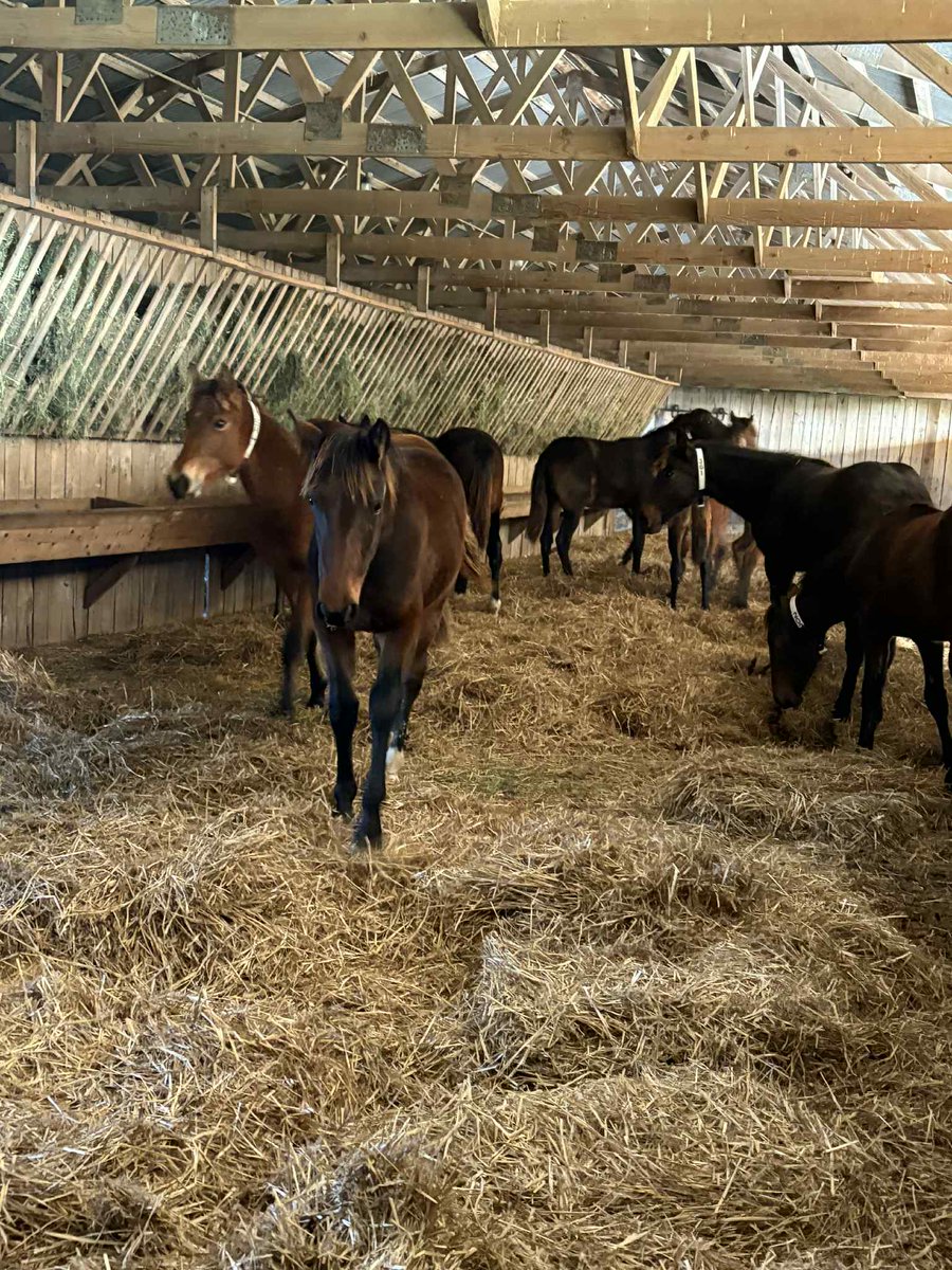 It's weaning week here at the farm! All of the foals are split into groups by gender and moved to the yearling fields in Bonneville. They will spend a day or two in their spacious sheds before getting turned out into large fields. Here is our first group of fillies.