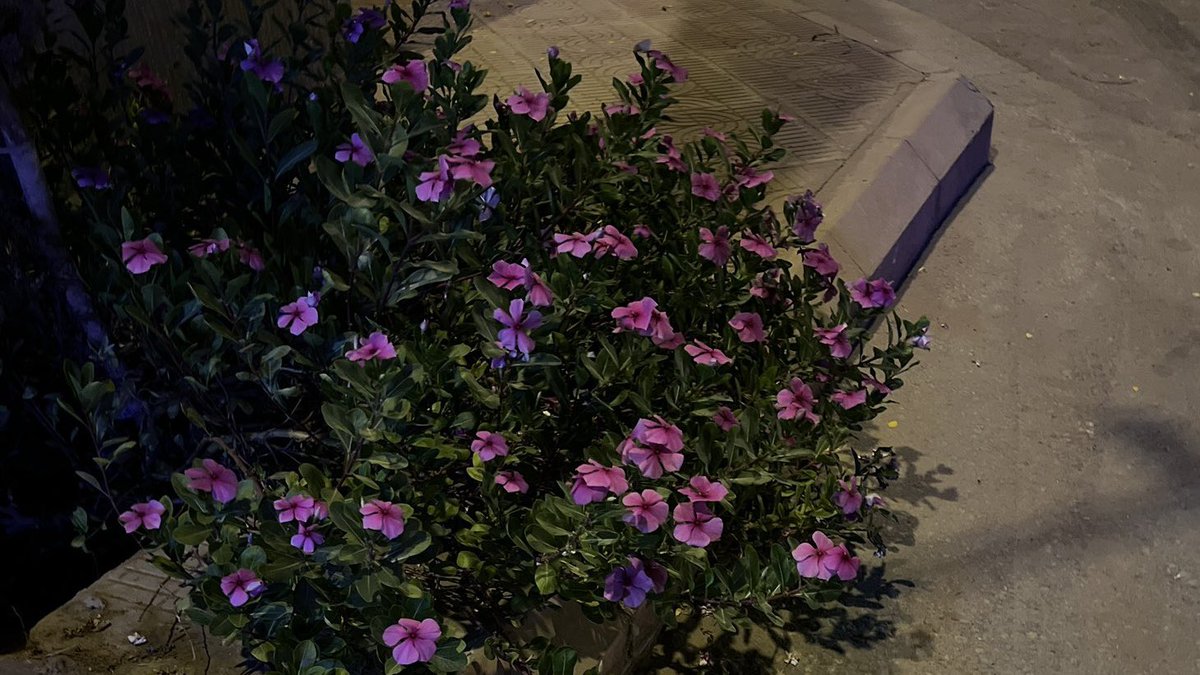 ⠀
" يوم شفت الورد ينبت على اطراف الطريق
قلت أكيد إنّك تمرّين دايم .. من هنا "