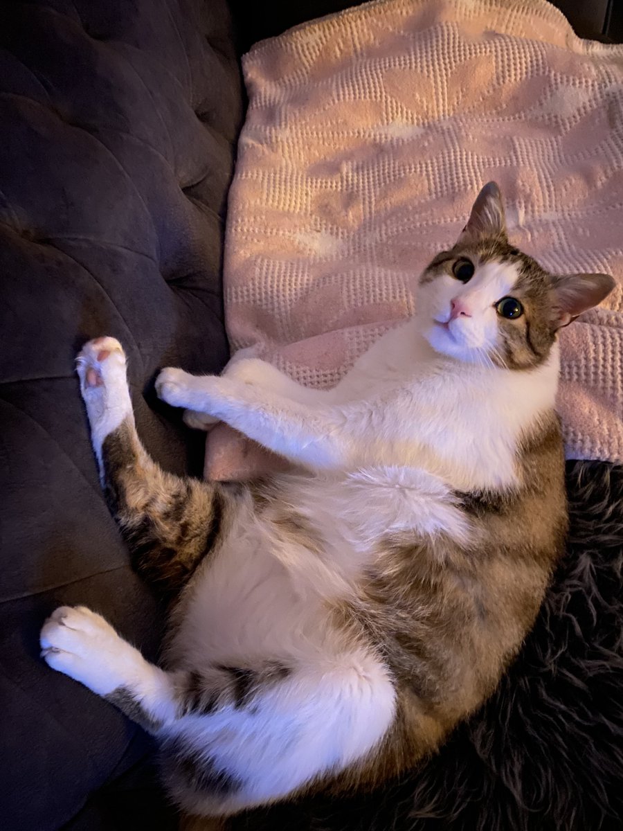 Tuuba😻🐱 tweet media