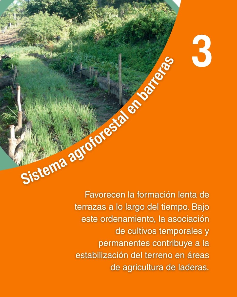 care_cuba's tweet photo. ¿Cómo cuidar tus cultivos ante vientos fuertes? 🌱 

Con prácticas sostenibles y un manejo inteligente de los recursos locales, es posible proteger los cultivos y cuidar el entorno. 

Te contamos 3 maneras de hacerlo.

#CAREenCuba #AgriculturaSostenible #resilienciaagroecologica https://t.co/i07cprQjSf