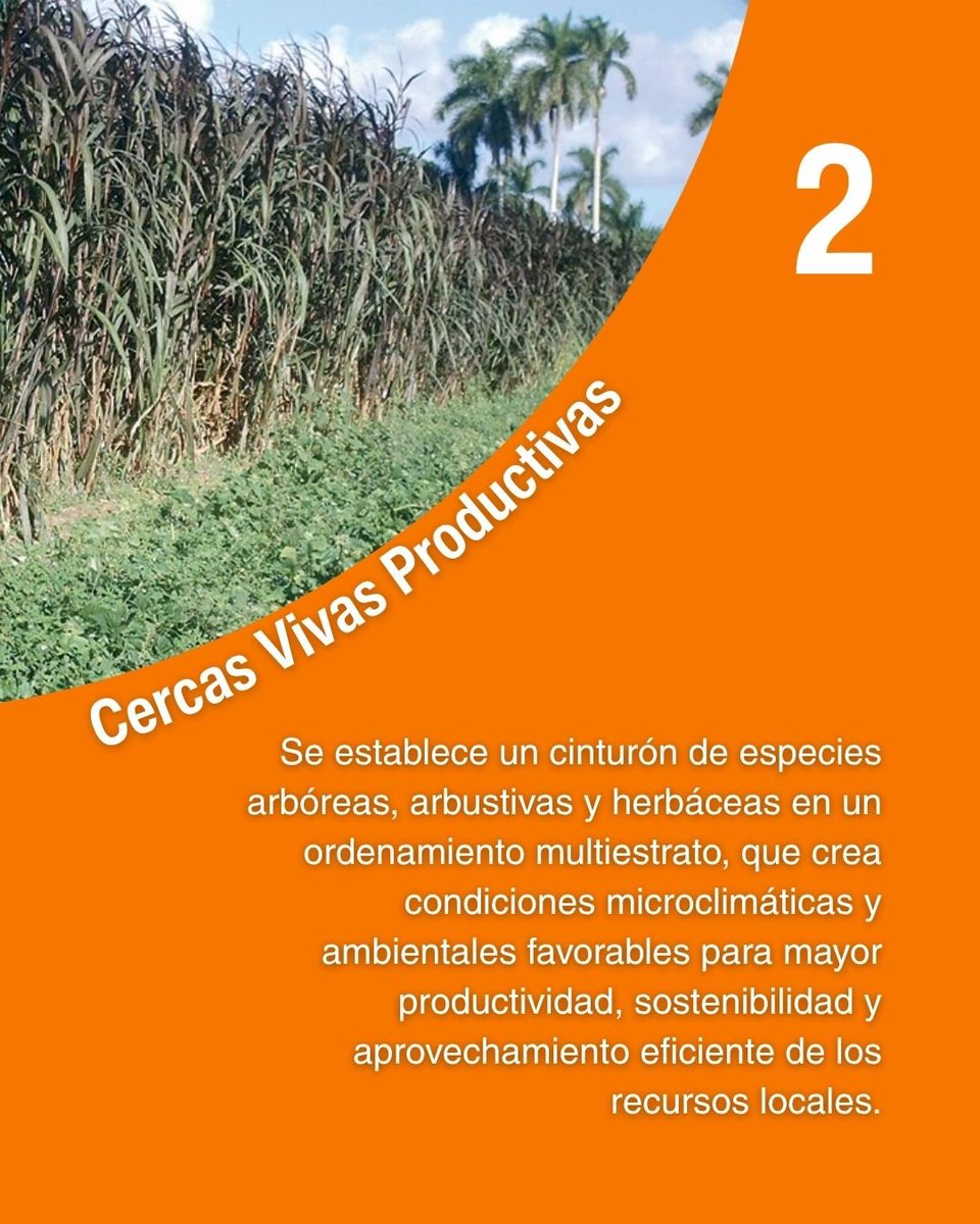 care_cuba's tweet photo. ¿Cómo cuidar tus cultivos ante vientos fuertes? 🌱 

Con prácticas sostenibles y un manejo inteligente de los recursos locales, es posible proteger los cultivos y cuidar el entorno. 

Te contamos 3 maneras de hacerlo.

#CAREenCuba #AgriculturaSostenible #resilienciaagroecologica https://t.co/i07cprQjSf