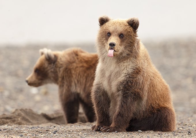 All these brands making bear merch while the real bears are out here doing free modelling gigs.P....