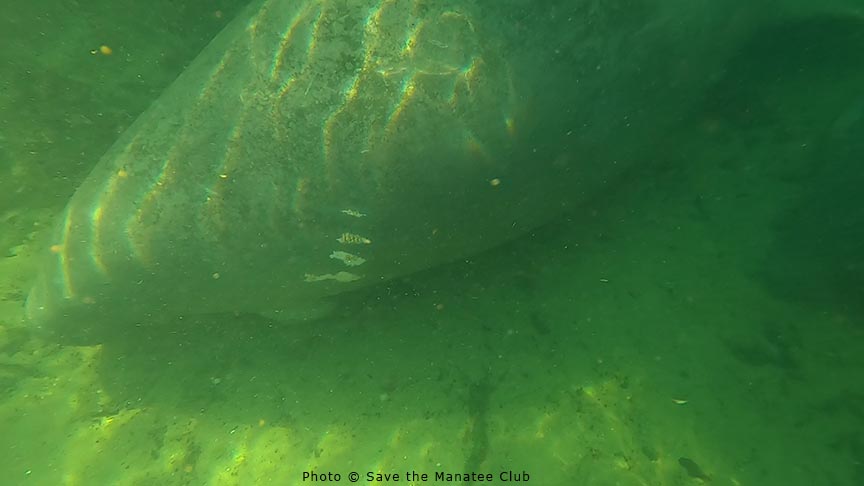 Latest Manatee Update from Blue Spring!
The river had dropped to 63.3F (17.4C) and 194 manatees were counted. The water was extremely murky making it impossible to see the manatees. 
The adoptees in today were Annie and her baby, Ester, Una, and Moo Shoo (pic here).