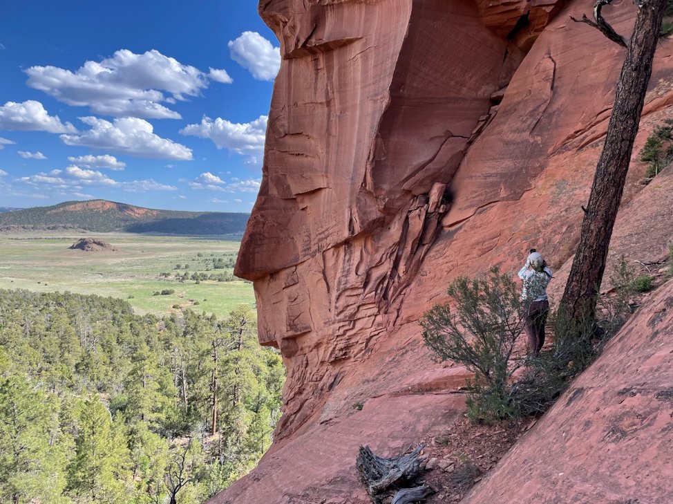 CalBotSoc's tweet image. TOMORROW @ 7pm  - CalBotSoc Botany Speaker: Marty Purdy  "Updates from the State of New Mexico’s Endangered Plants Program"- mailchi.mp/73c80c9ec79f/t…