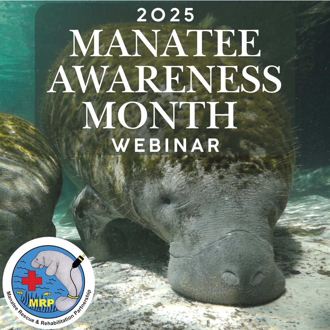 Join experts from the Manatee Rescue &amp; Rehabilitation Partnership next Wednesday, November 19th from 12-1 pm to learn about all aspects of manatee rescue, rehabilitation, release and post-release monitoring.
RSVP at ufl.zoom.us/meeting/regist…