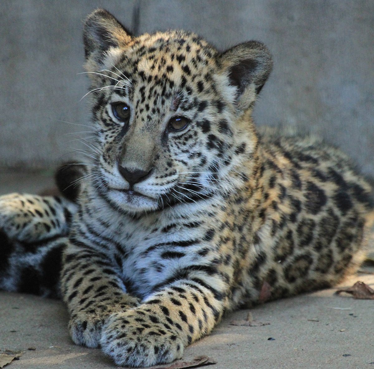 CT still sleeping… my name’s literally Solana. I’ll wait. Got my people, all early, all strong. Time will show….