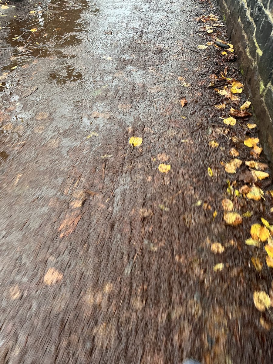 Rural Pursuits 🦊 tweet media