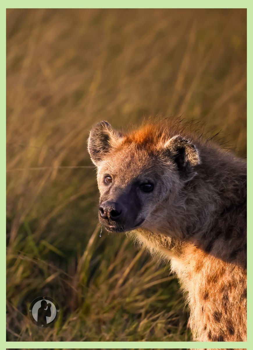 Fisikali fit.
Spotted Hyena.

Masai Mara National Reserve,Kenya.