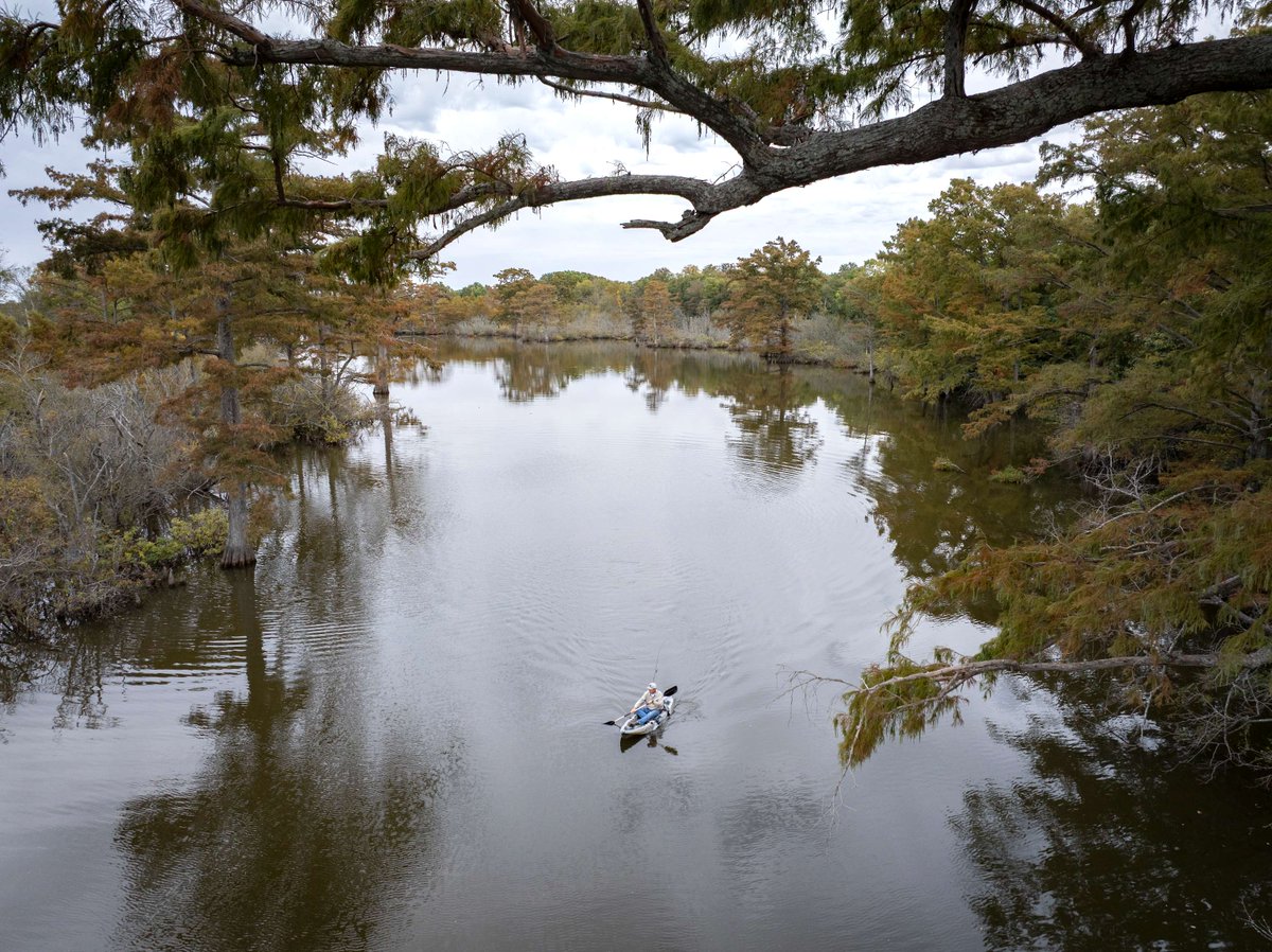 WaltonFamilyFdn's tweet photo. What happens when flood-prone farmland returns to wetlands? 🌾🌊

In Arkansas, Peyton Daniel is seeing wildlife — and water clarity — come back. 🦆🌿

The federal Wetland Reserve Easements program is helping make it possible.

Learn more: https://t.co/Mg0NCgEb6S https://t.co/TeR3h1J3Qb