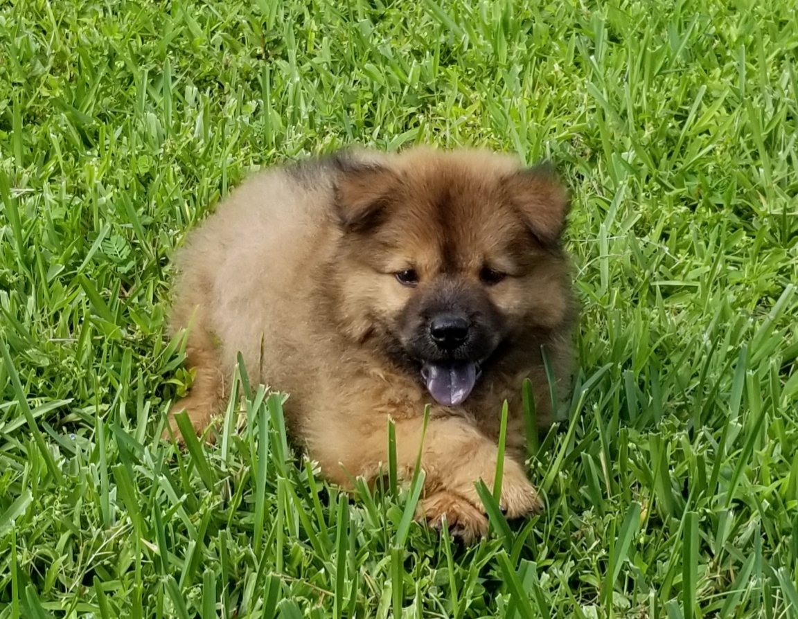 RedWolf_19's tweet image. #ChowChow ♥️🐾