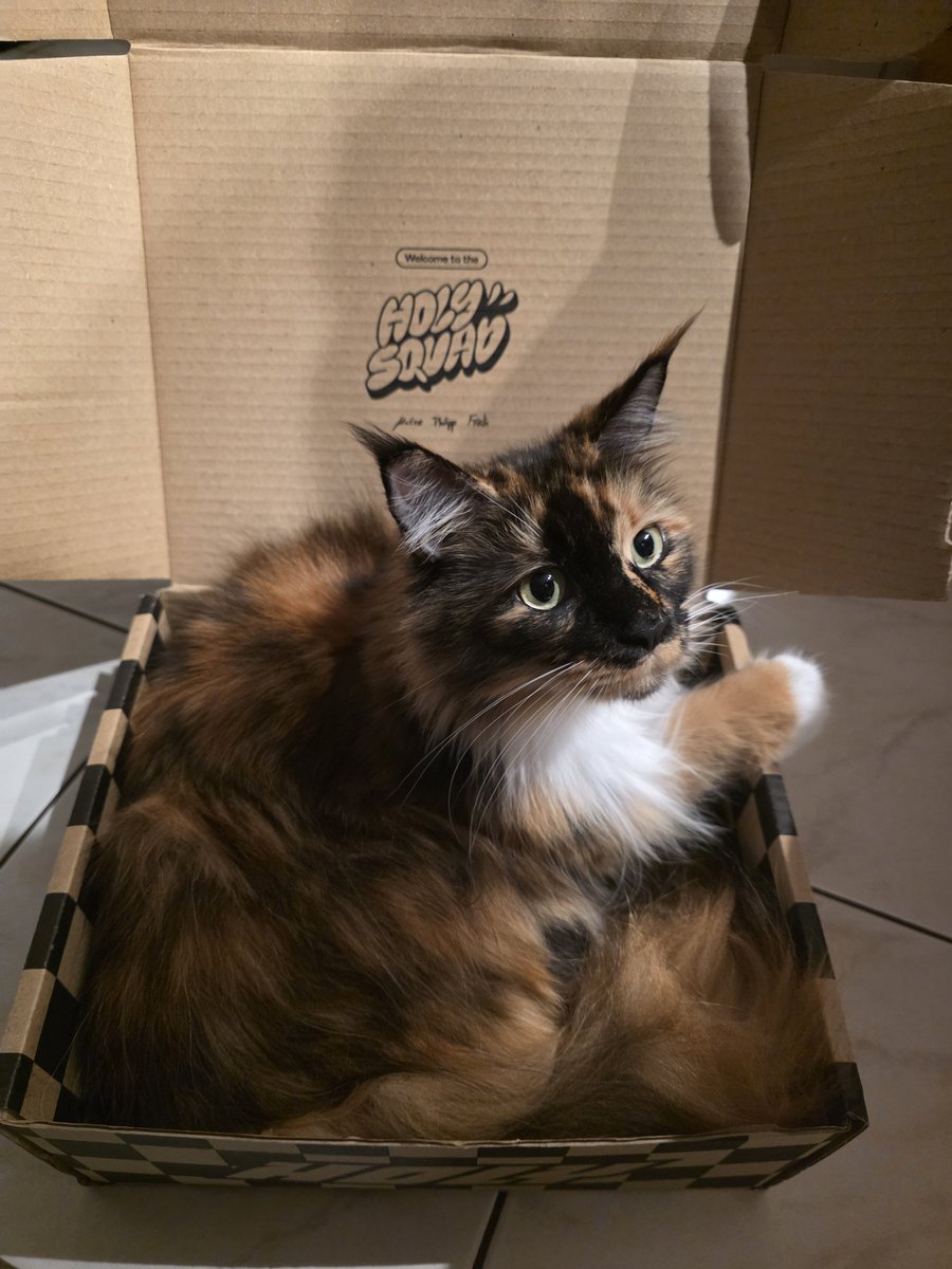 Leila hat den Karton für gut empfunden. Sie lässt aber fragen was all das ist, was ihren Karton blockiert hat 🤣 #keinewerbung #selbstbezahlt #werbungweilnamensnennung #holysquad #holy bin ja gespannt, wie ein Flitzebogen, wie das schmeckt 🤔 <a href="/holysquad_de/">HOLY Squad®</a> Katze glücklich! 😻