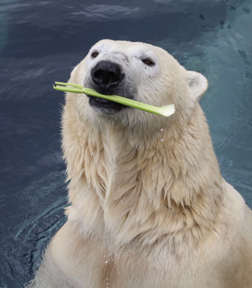 DailyBearPosts's tweet image. I is healthy burr