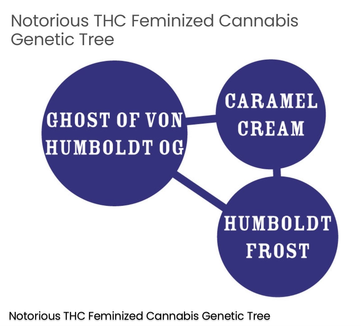 Cannabis_Way's tweet photo. Grok recommended me on this random strength for me to start, call it #NotoriousTHC Never have this before, will update the progress once they arrive to my mail box. https://t.co/TAYIA3HuDo