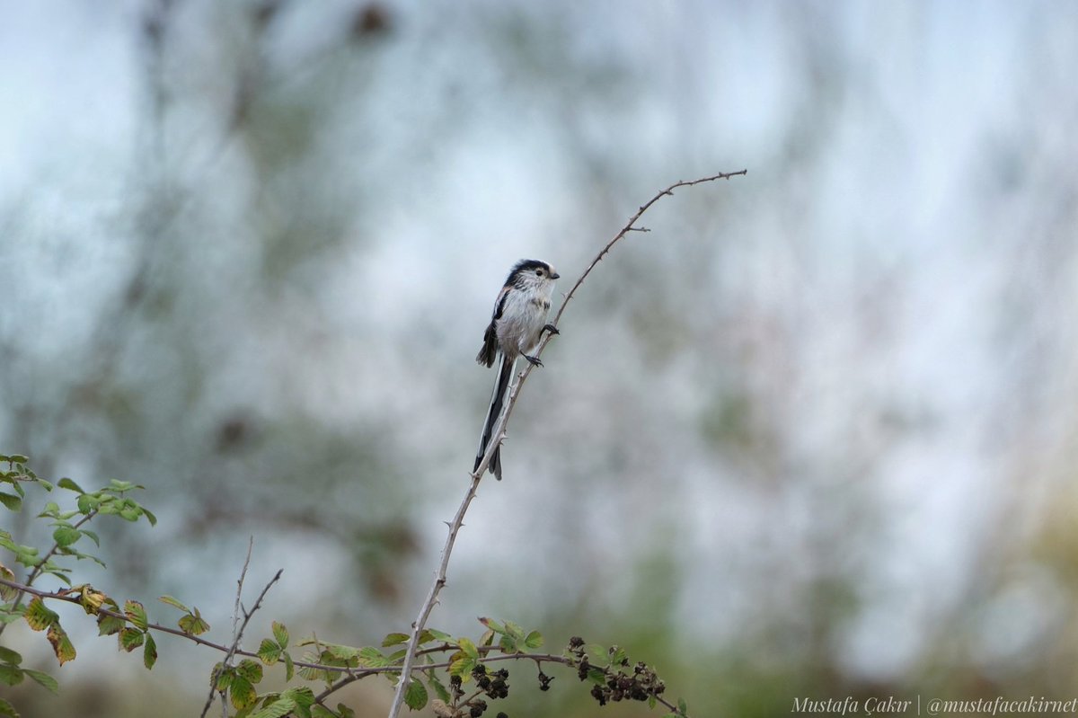 Uzun kuyruklu baştankara (Aegithalos caudatus)