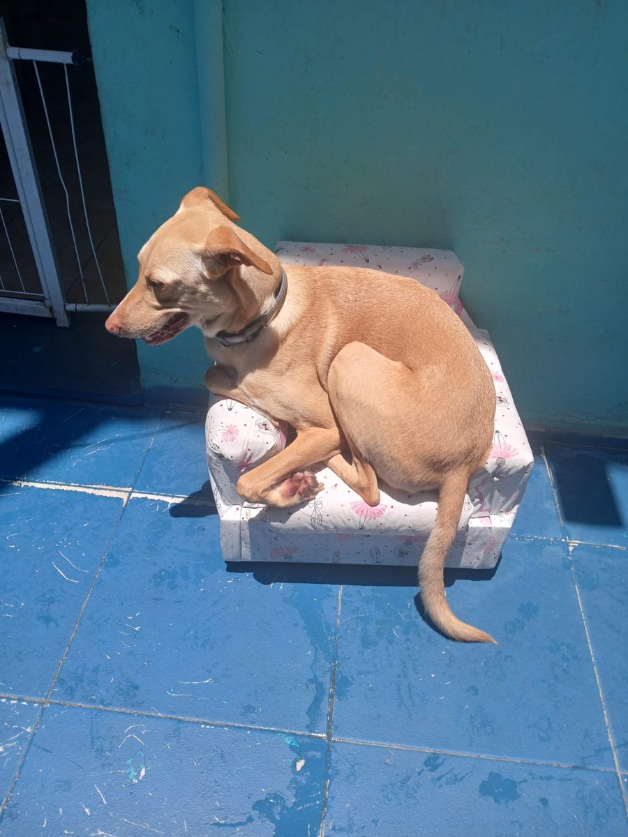 eu amo que meu cachorro não tem noção nenhuma de espaço