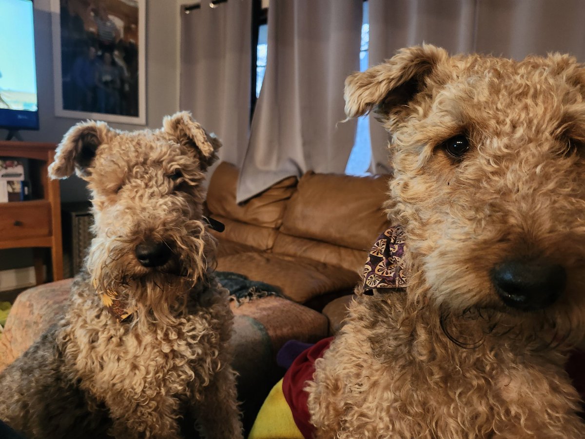 Jolene and Oliver says your lunch looks tasty and we want some.  #Airedale #airedaleterrier #dogs #dogsofX #terriers