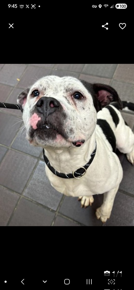 MyBoxerLuvMac1's tweet image. 💞Ryder💞
▪️#NewDogOnTheBlock
 #NYCACC #241271 3t
#Adoptme #RescueMe

Precious sweetie&apos;s 💔, just arrived @ scary shelter.
Beautiful youngster&apos;s trying 2 be brave.
W patience, time &amp;amp; love, she&apos;ll flourish!
Deserves loving, #Adopter/N.East #Foster, 4 security, 2 blossom into yr…