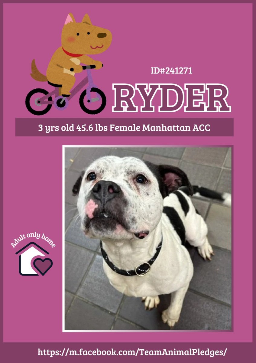 MyBoxerLuvMac1's tweet image. 💞Ryder💞
▪️#NewDogOnTheBlock
 #NYCACC #241271 3t
#Adoptme #RescueMe

Precious sweetie&apos;s 💔, just arrived @ scary shelter.
Beautiful youngster&apos;s trying 2 be brave.
W patience, time &amp;amp; love, she&apos;ll flourish!
Deserves loving, #Adopter/N.East #Foster, 4 security, 2 blossom into yr…