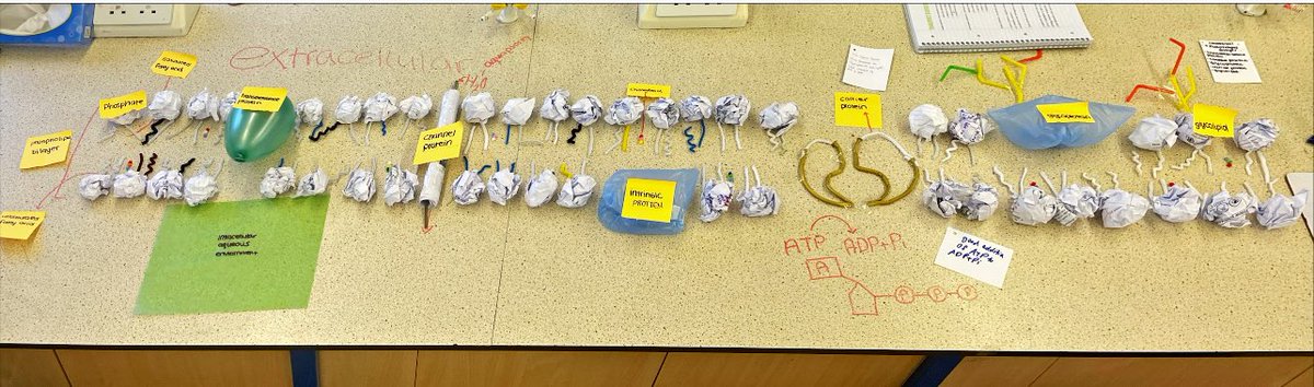 barnwell108's tweet photo. 🧬 Hands-on Biology in Action!
 Today, our Year 12 A Level Biologists built creative fluid mosaic models of the plasma membrane — testing their knowledge, peer assessing, and deepening understanding.
 A fantastic way to bring complex biology to life! https://t.co/527qgDpZ9T