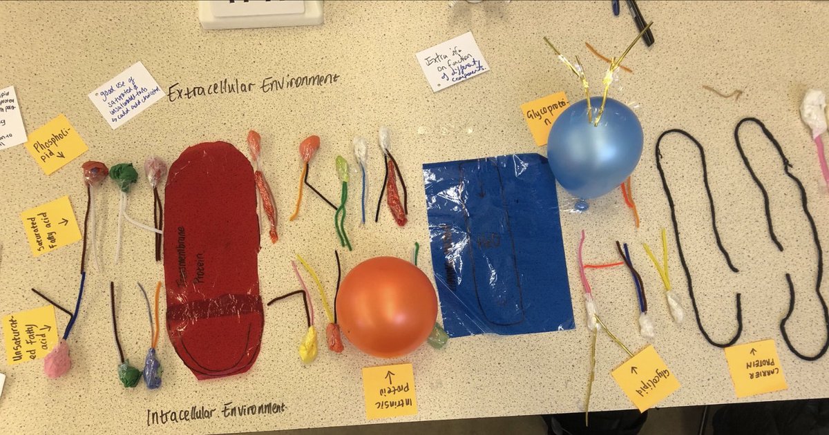 barnwell108's tweet photo. 🧬 Hands-on Biology in Action!
 Today, our Year 12 A Level Biologists built creative fluid mosaic models of the plasma membrane — testing their knowledge, peer assessing, and deepening understanding.
 A fantastic way to bring complex biology to life! https://t.co/527qgDpZ9T