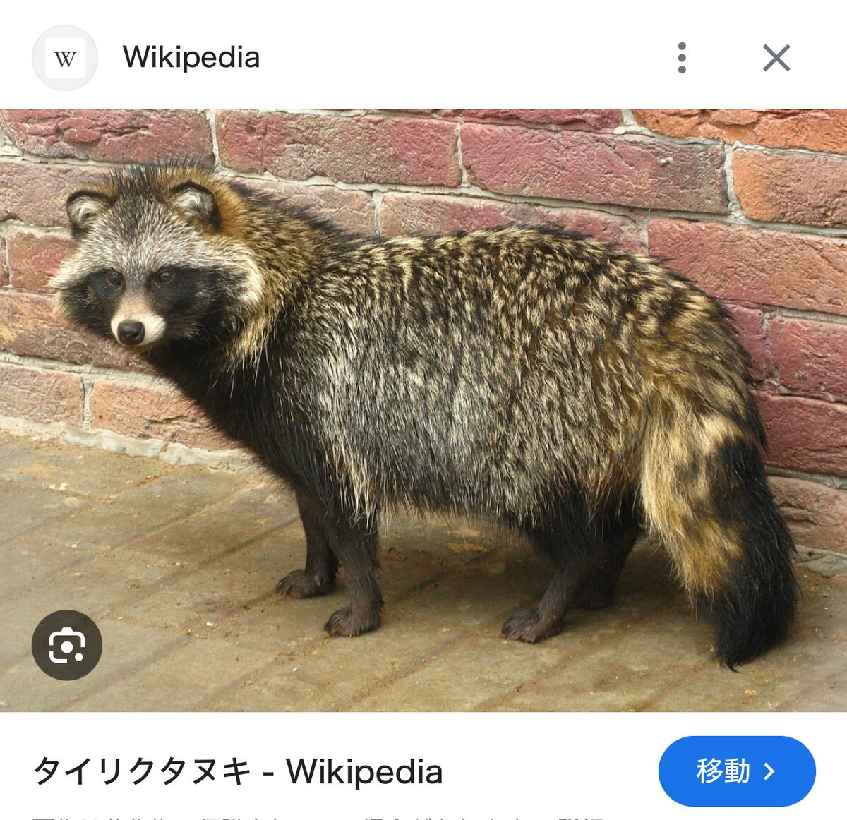 タヌキ ホンドタヌキ – 富山市ファミリーパーク