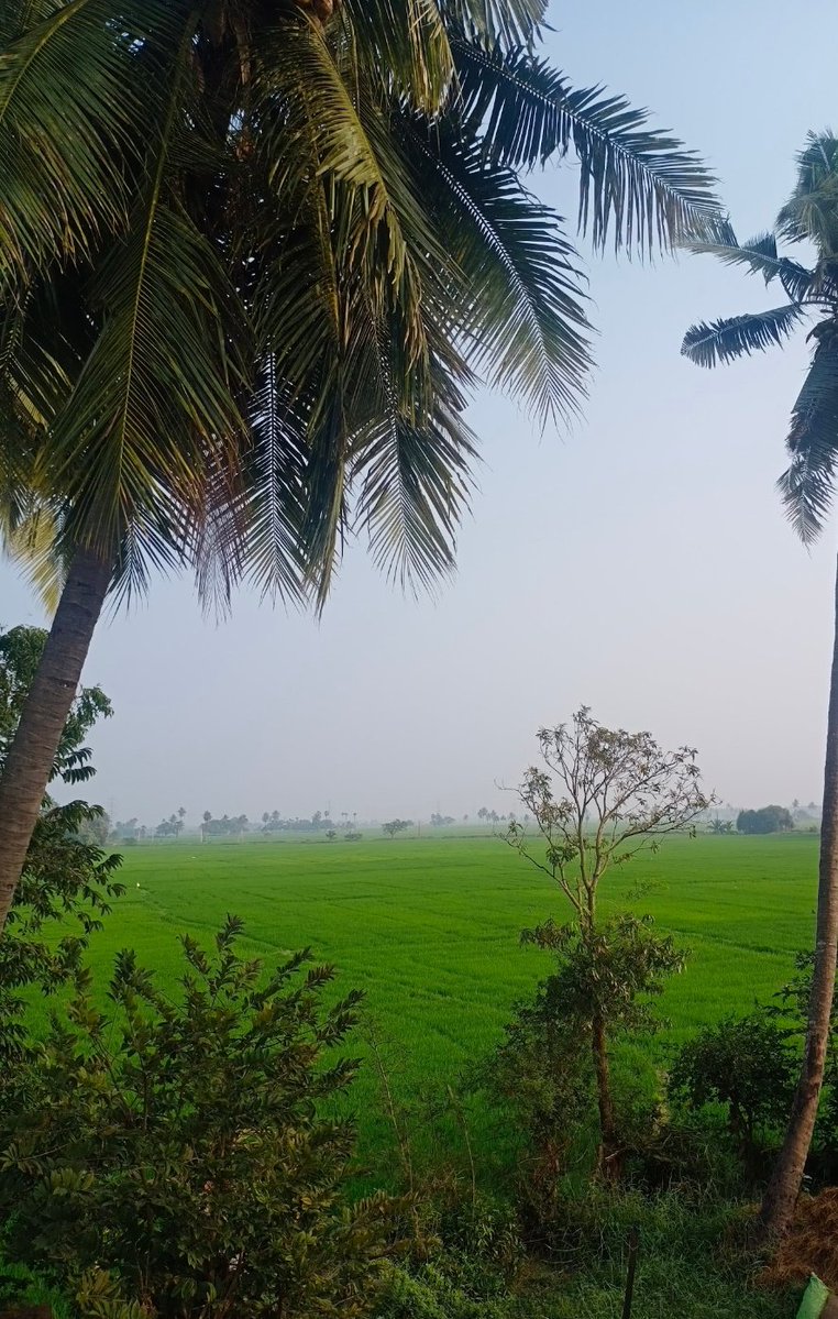 పచ్చదనమే పచ్చదనమే💚
#GreenTwitter