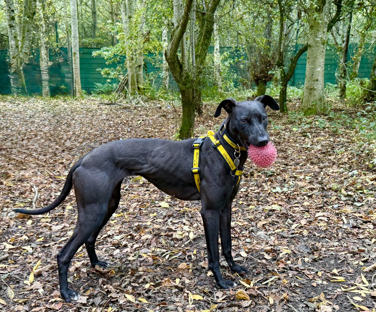 Lydia Longlegs wants to show you all her favourite pink ball!🐾💛🥰

Check out her profile today👉 bit.ly/4gUjNx0

@dogstrust
#adogisforlife
#dogstrustwestcalder
#adoptdontshop