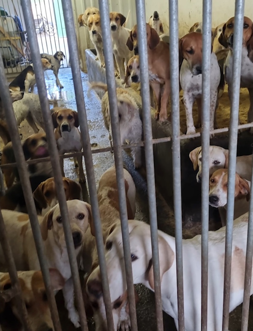 BREAK
De meutehonden bij de fokker/pension in Chaam worden daar illegaal gehuisvest en moeten weg. House of Animals had een handhavingsverzoek ingediend omdat in de ruimte waar de honden zitten geen honden mogen worden gehouden volgens het bestemmingsplan.
Als de honden IN GEBOUW