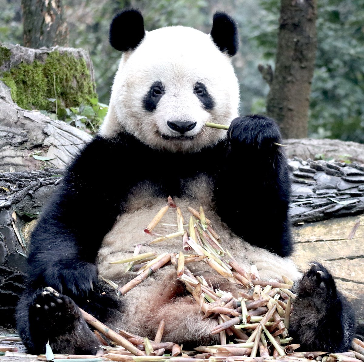 #シャンシャン
ぬいぐるみなんよ