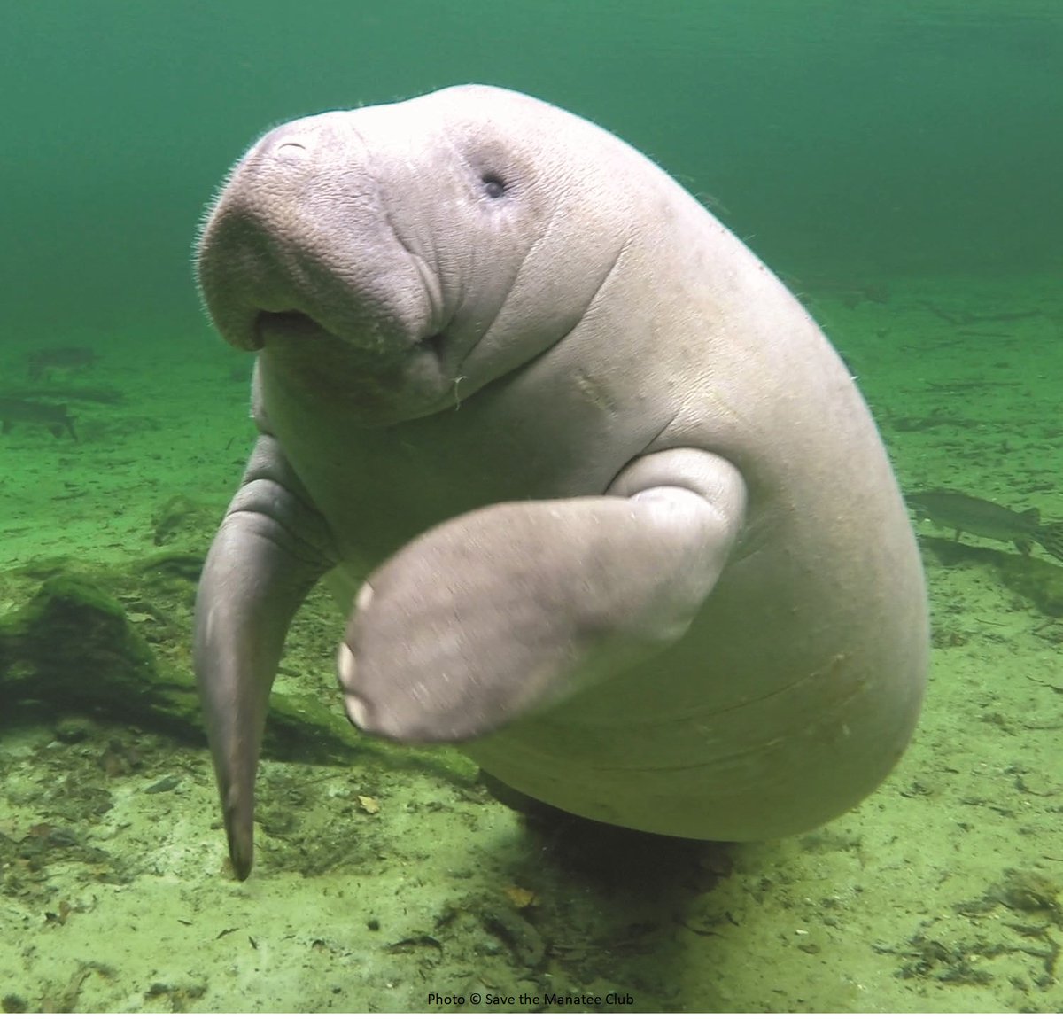It's a fact! 
Although manatees are big, they have very little body fat. A large percentage of the manatee’s body is taken up by the gastrointestinal tract, which contains the stomach and intestines. savethemanatee.org/facts
