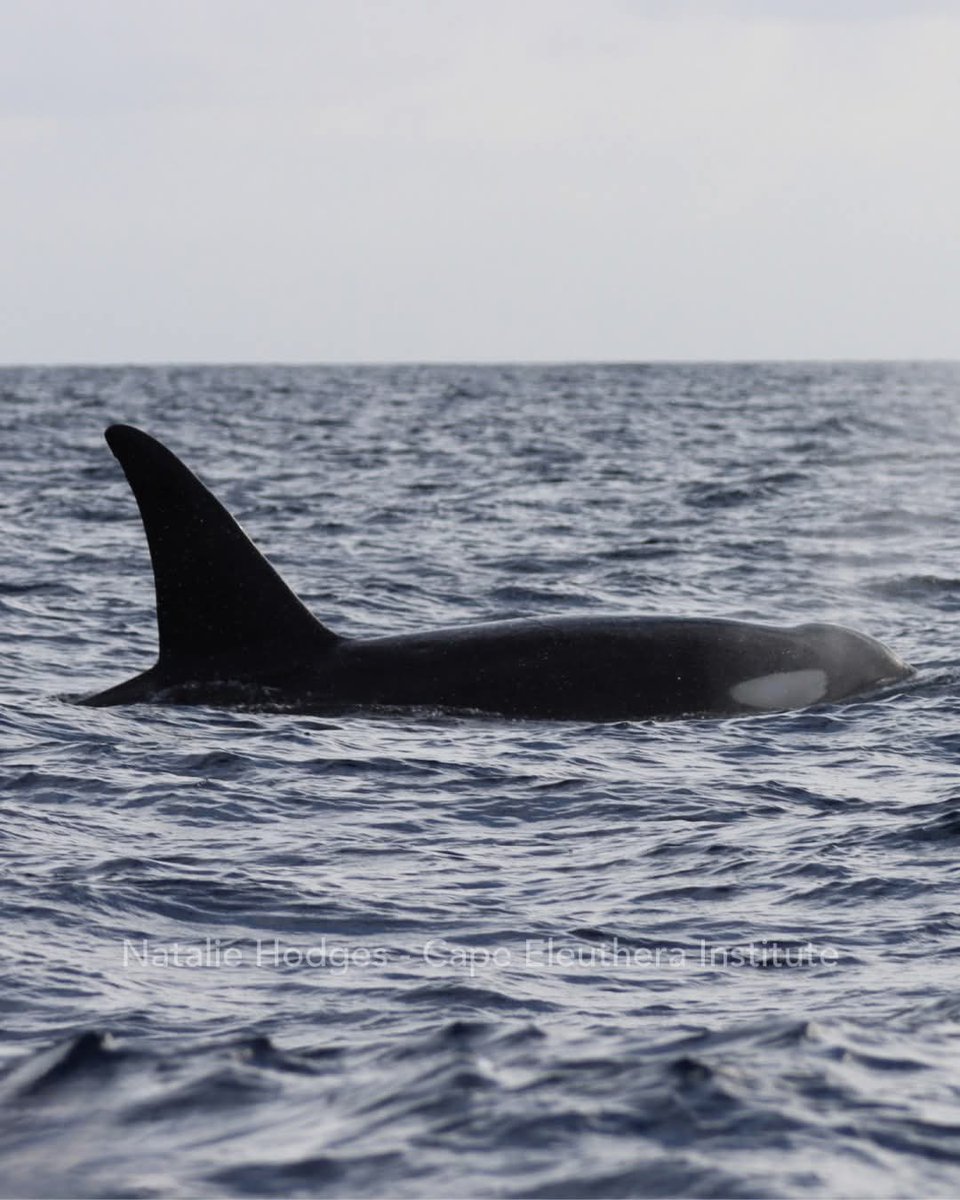 Tribune242's tweet photo. RARE KILLER WHALE SIGHTING RECORDED IN EXUMA SOUND
A RARE sighting of orcas, also known as killer whales, was recently recorded by scientists off Eleuthera – an encounter that renewed concern about the potential effects of industrial noise.
https://t.co/ez0zywAH7O https://t.co/t0EIYautPV