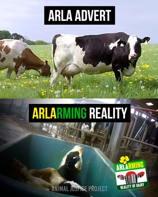 john2021animals's tweet image. #Arlaarming #AnimalJusticeProject