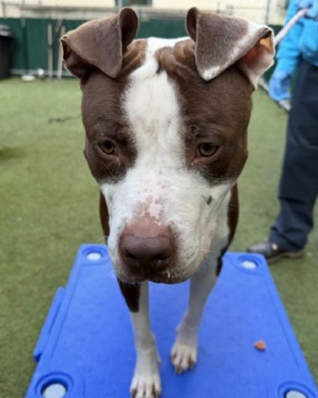 💔Tyson💔
#NYCACC #237296 2y
▪️Relisted TBK: 11/13💉 
#RescueOnly

Precious sweetie's💔, arrived stray, 16 days ago.
Initially warmed quickly, now leash biting + difficulty  being walked.
No reason 2 kill!
Darling youngster w the gorgeous ears, remains social w staff, shows