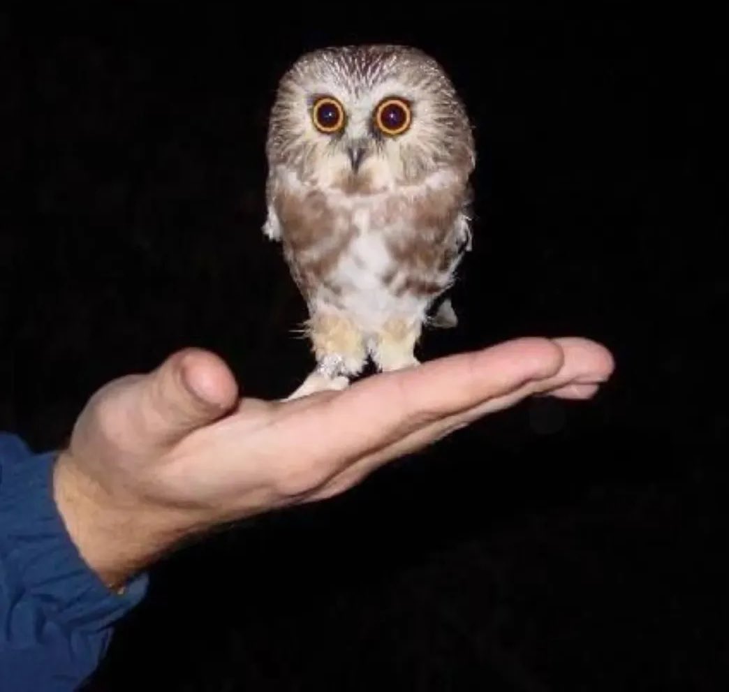 It’s a little version of me. I want hoo to have it