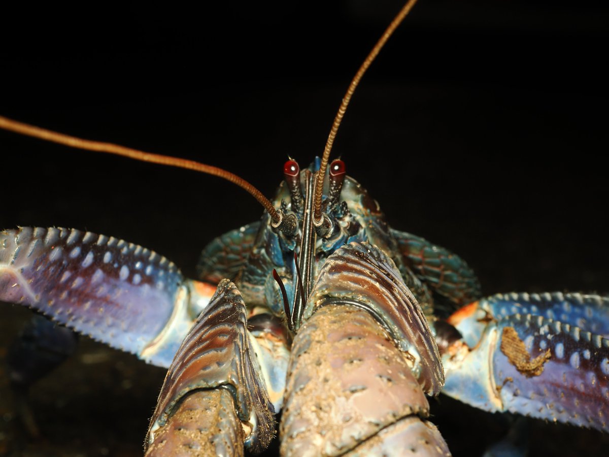 なんてかっこいい生き物なんだ！
＃ヤシガニ
＃OM１＆M.ZUIKO DIGITAL ED 30mm F3.5 Macro