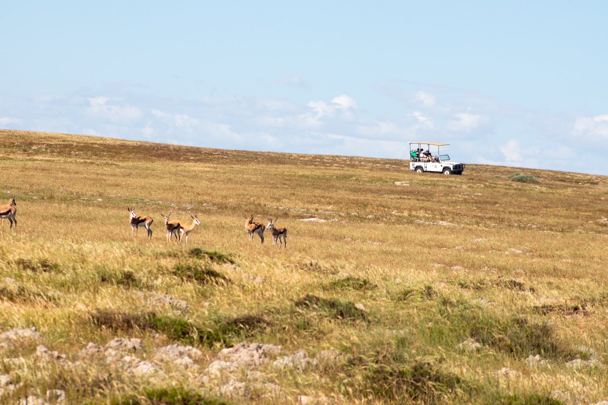 Just over an hour from Cape Town, you’ll find our 1,460-hectare West Coast gem with fynbos, accommodation, &amp; wildlife all in one place 🌾🦒.

📍Just outside Langebaan
 Book your stay now thalithali.co.za

#ThaliThaliGameLodge #WestCoastWay #YourRouteToNature