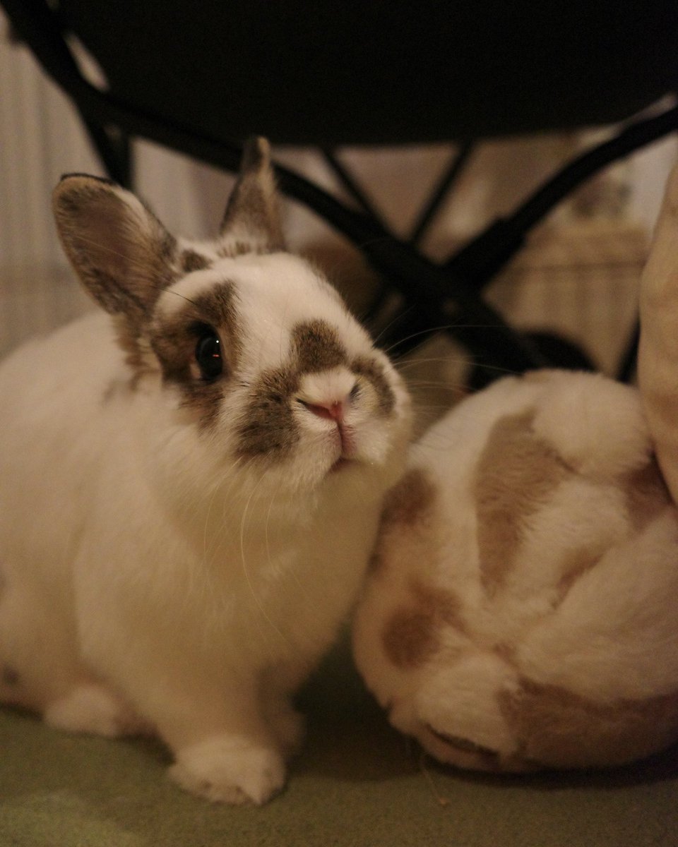 おもち🐰2代目うさぎ (@omochi_mochi_5) / Posts / X