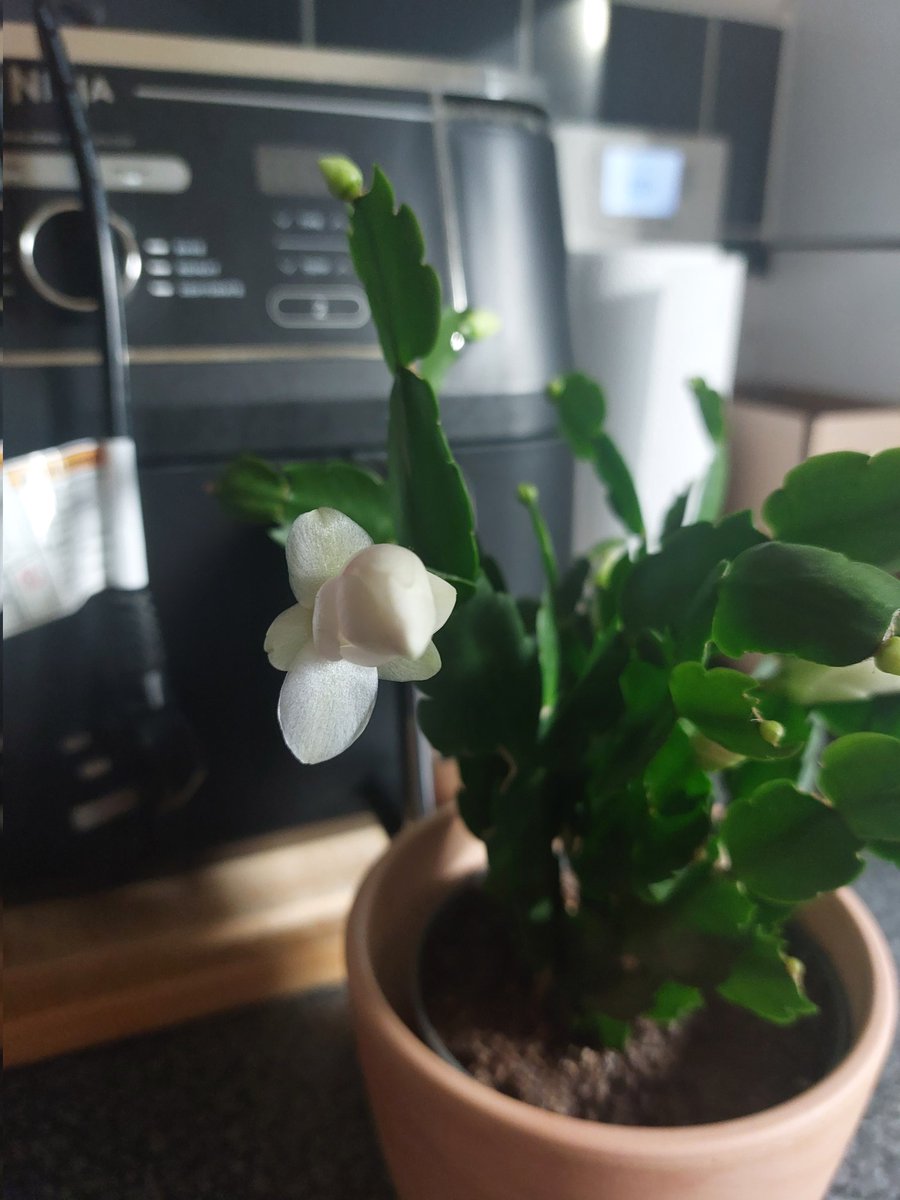 My thanksgiving cactus is flowering right about on time!!! I got her for 2 quid in the spring and she looked half dead