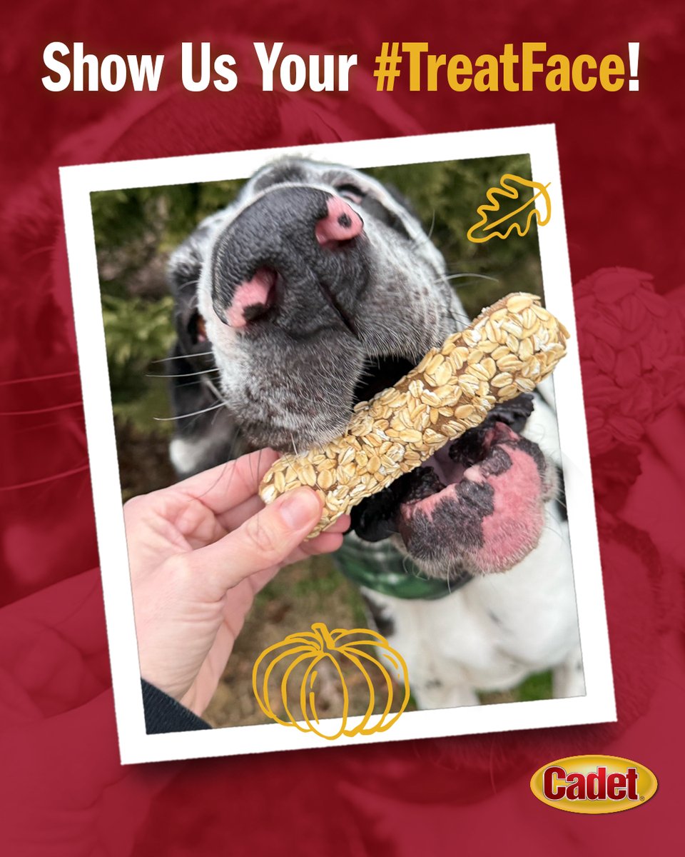 CadetPet's tweet image. Now that&apos;s a 10/10 treat face! Use #TreatFace and tag us for a chance for your dog to be featured.

#CadetPet #dogtreats #dogchews
