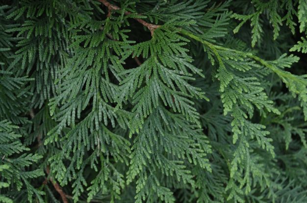 allentucklandsc's tweet image. Choosing the best privacy trees for your yard? 🌳
We compared Green Giant Arborvitae, Leyland Cypress &amp;amp; Cryptomeria—fast-growing, tall, and patio-friendly. 

#Landscaping #PrivacyTrees #BackyardPrivacy #Gardening #HomeImprovement 

buff.ly/ZEOe0E0