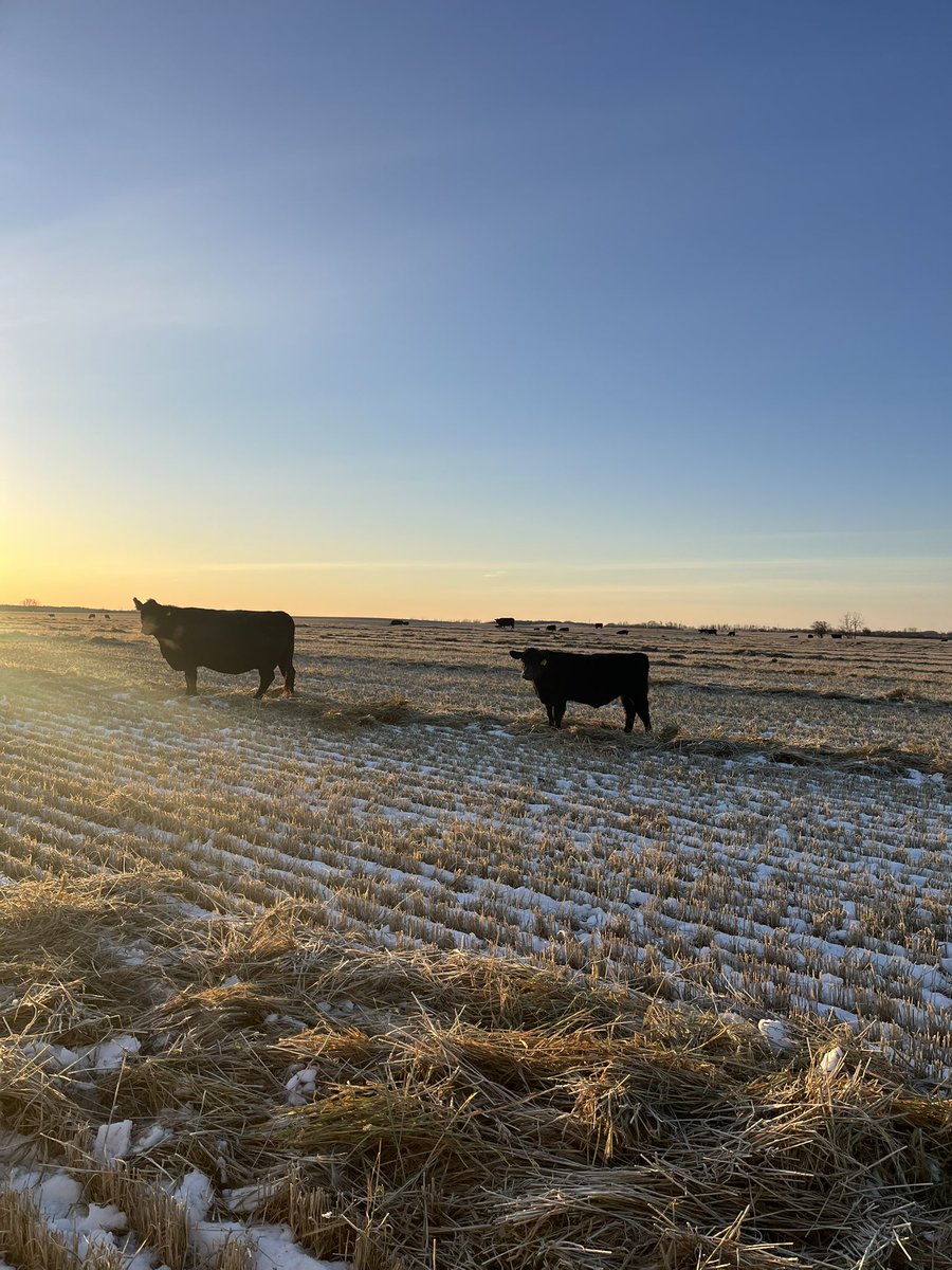 Trent Macnab tweet media