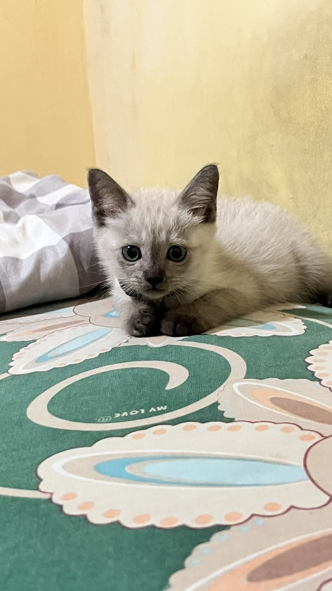 snowypops25's tweet photo. snowy's growth https://t.co/MOKm28B5Nc