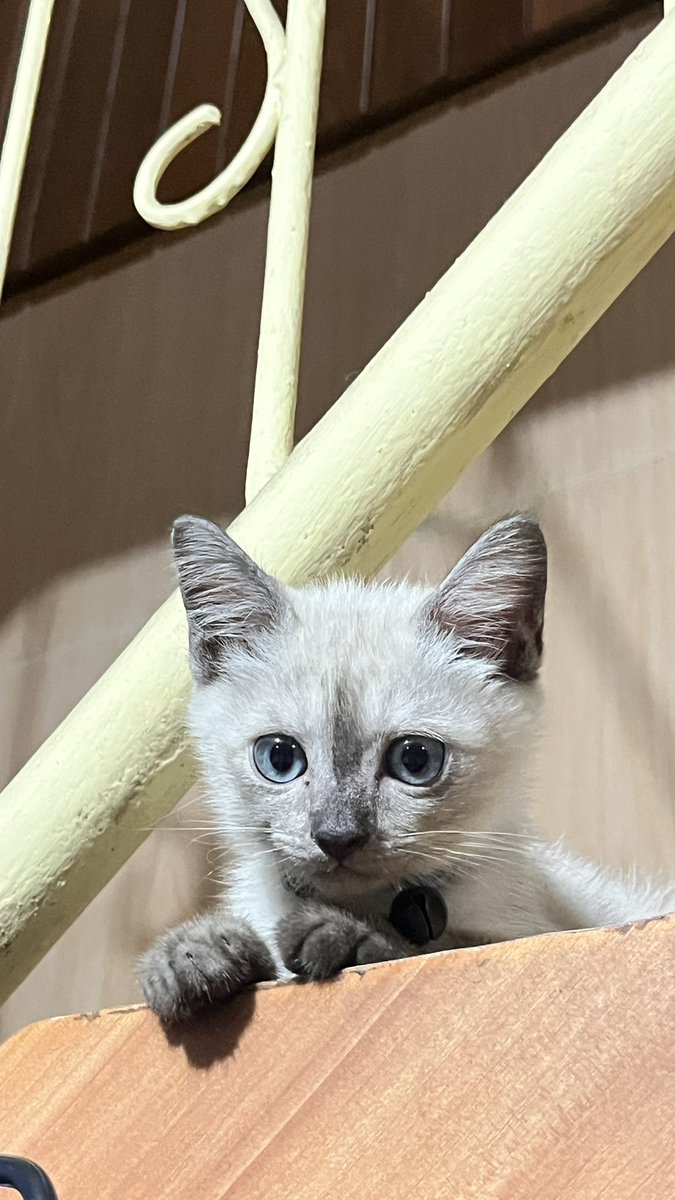snowypops25's tweet photo. snowy's growth https://t.co/MOKm28B5Nc