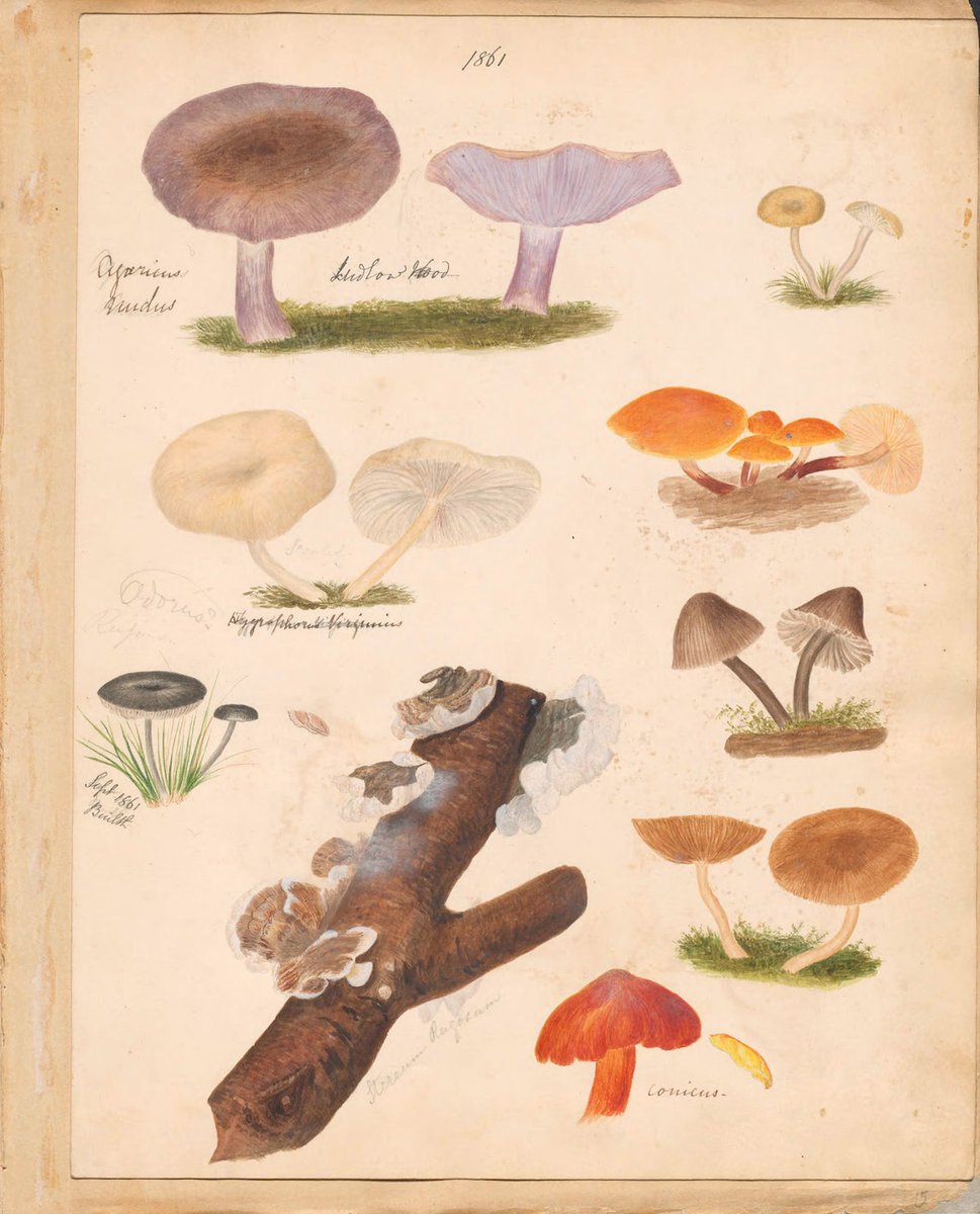 Bound into three exquisitely colored volumes, Fungi Collected in Shropshire and Other Neighbourhoods (1860–1902) features hundreds of species, collected across 42 years by a female mycologist named M. F. Lewis: 
publicdomainreview.org/collection/fun…