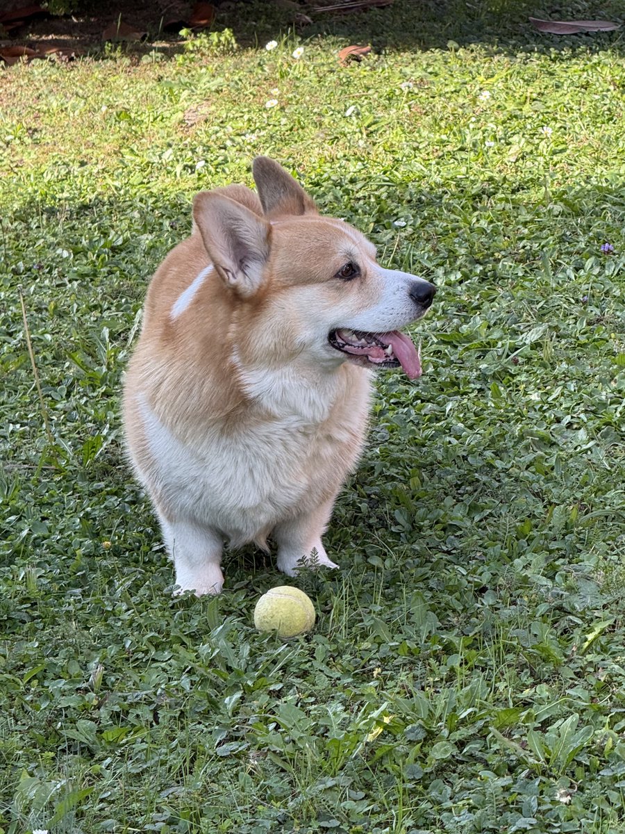 hoos_yerdaddy's tweet image. Playing in the garden
.
.
.
#cheddar #corgi #welshcorgi