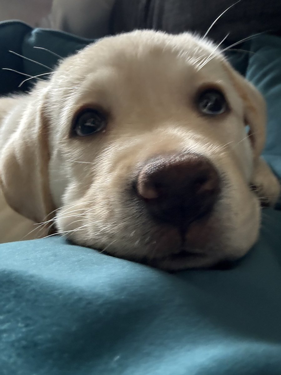 SarahMcCurrie's tweet photo. @Andrex_UK  you must agree our new Barney Rubble is perfect for you 💙🐶🐾 https://t.co/olU6gLSW5L