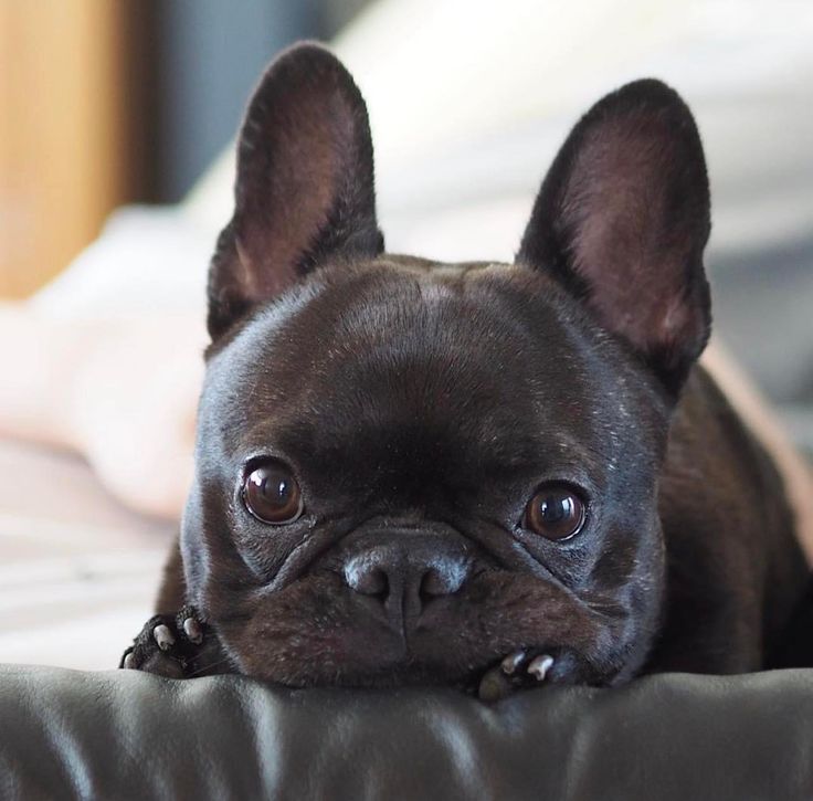 frenchielover60's tweet image. So cute 🥰